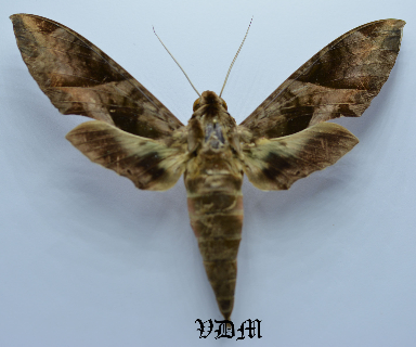 Eumorpha anchemolus picture by VDM Insecthouse with reference 0068R