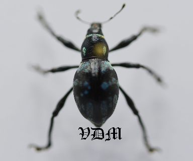 Pachyrrhynchus spp4  (15mm) picture by VDM Insecthouse with reference 0069R