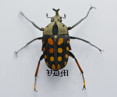 Amaurodes passerini linnei  (33mm) picture by VDM Insecthouse with reference 0070R