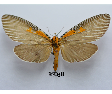 Euplocia membliaria  picture by VDM Insecthouse with reference 0072R