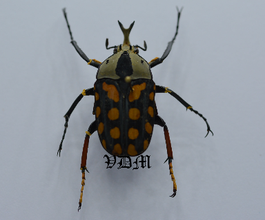 Amaurodes passerini linnei  (33mm) picture by VDM Insecthouse with reference 0075R