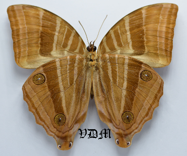 Amathusia friderici utana picture by VDM Insecthouse with reference 0077R