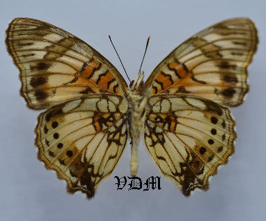 Junonia sophia picture by VDM Insecthouse with reference 0078R