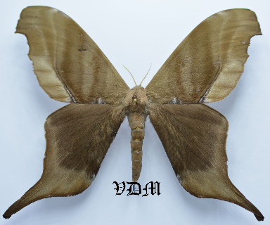 Paradaemonia terrena picture by VDM Insecthouse with reference 0082R