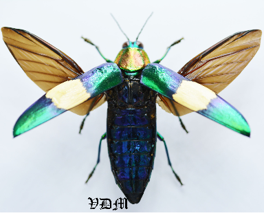 Chrysochroa maruyamai  (50mm-55mm) picture by VDM Insecthouse with reference 0084i