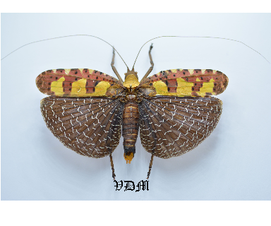 Sanaea regalis (97mm) picture by VDM Insecthouse with reference 0086R