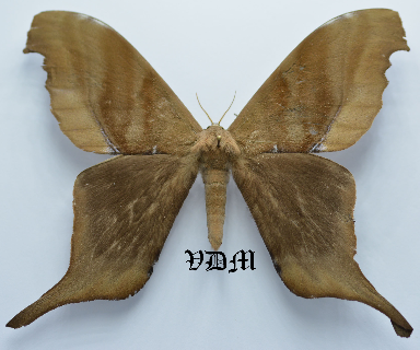 Paradaemonia terrena picture by VDM Insecthouse with reference 0087R