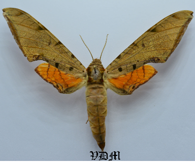 Protambulyx strigilis strigilis picture by VDM Insecthouse with reference 0088R