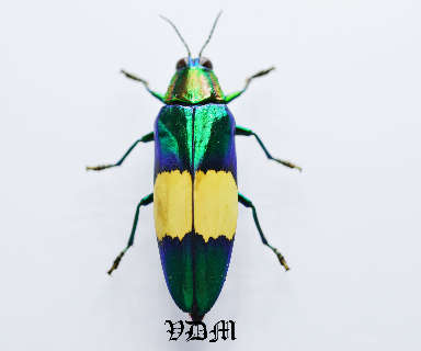 Chrysochroa maruyamai  (49mm) picture by VDM Insecthouse with reference 0089i
