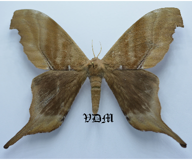 Paradaemonia terrena picture by VDM Insecthouse with reference 0089R