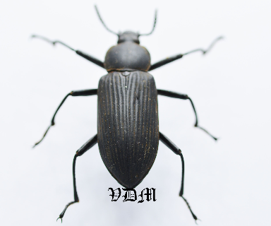 Nyctobates gigas  (36mm) picture by VDM Insecthouse with reference 0090i