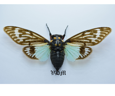 Tosena splendida  (120mm) picture by VDM Insecthouse with reference 0091R