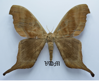 Paradaemonia terrena picture by VDM Insecthouse with reference 0094R