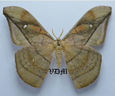 Copaxa descrescens picture by VDM Insecthouse with reference 0095R