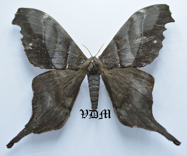 Paradaemonia samba picture by VDM Insecthouse with reference 0096R