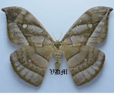 Copaxa descrescens picture by VDM Insecthouse with reference 0098R