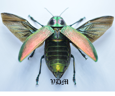 Euchroma gigantea gigantea  (58mm) picture by VDM Insecthouse with reference 0099R