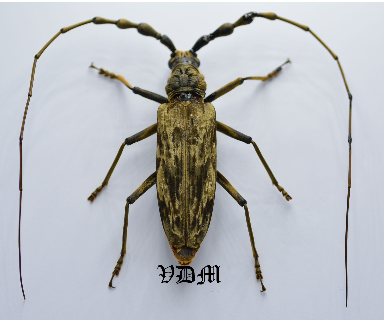 Neocerambyx gigas (80mm) picture by VDM Insecthouse with reference 0100R