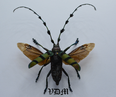 Diastocera wallichi tricincta  (35m) picture by VDM Insecthouse with reference 0101R