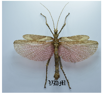 Heteropteryx dilitata (152mm) picture by VDM Insecthouse with reference 0103R