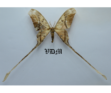 Copiopteryx semiramis semiramis picture by VDM Insecthouse with reference 0104R