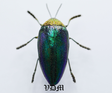 Sternocera pulchra fisheri  (38mm) picture by VDM Insecthouse with reference 0107i