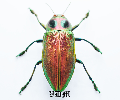 Euchroma gigantea gigantea  (51mm-55mm) picture by VDM Insecthouse with reference 0110i