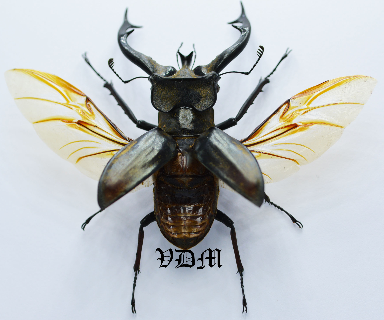 Lucanus tibetanus  (61mm-65mm) picture by VDM Insecthouse with reference 0113i