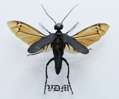 Epicauta spp  (32mm) picture by VDM Insecthouse with reference 0118i