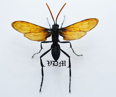 Pepsis heros  (76mm) picture by VDM Insecthouse with reference 0119i