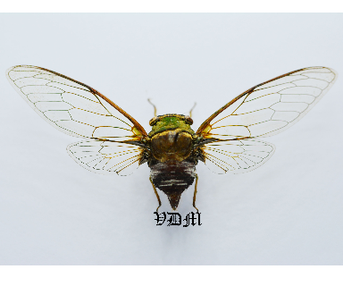 Cicadidae sp4  (78mm) picture by VDM Insecthouse with reference 0120i