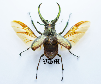 Sphaenognathus feisthameli  (61mm-65mm) picture by VDM Insecthouse with reference 0152i