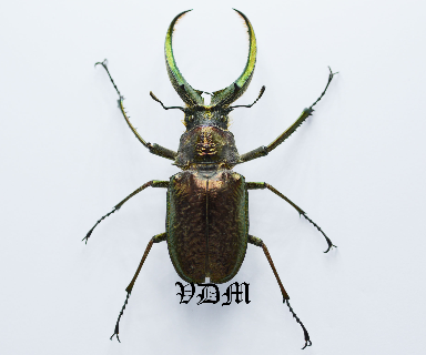 Sphaenognathus feisthameli  (66mm-70mm) picture by VDM Insecthouse with reference 0156i