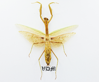 Tenodera aridifolia  (84mm) picture by VDM Insecthouse with reference 0164i