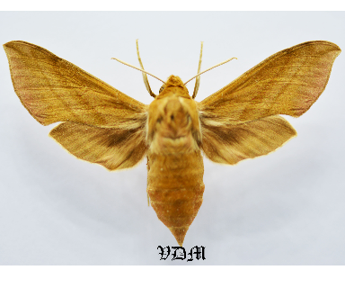 Deilephila elpenor Male x Deilephila porcellus Female   From2   HYBRID!!! picture by VDM Insecthouse with reference 0337B