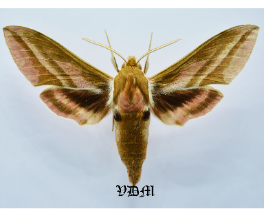 Deilephila elpenor  Male x Hyles euphorbiae Female  From2 HYBRID !!! picture by VDM Insecthouse with reference 0340B