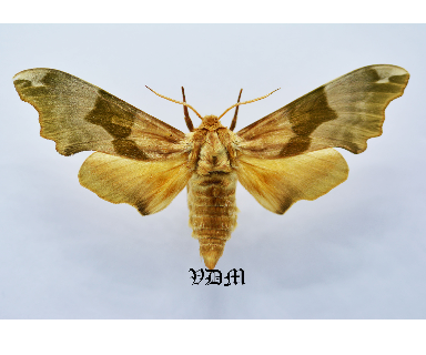 Mimas tiliae  Form5 picture by VDM Insecthouse with reference 0347B