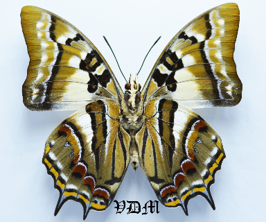 Charaxes pyrrhus pyrrhus picture by VDM Insecthouse with reference 0348B