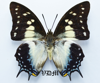 Charaxes pyrrhus pyrrhus picture by VDM Insecthouse with reference 0352B