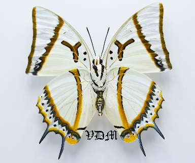 Charaxes eudamippus ssp picture by VDM Insecthouse with reference 0358B