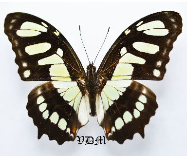 Siproeta stelenes picture by VDM Insecthouse with reference 0360B