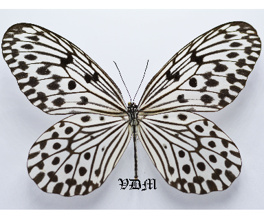 Idea hypermnestra belia picture by VDM Insecthouse with reference 0379B