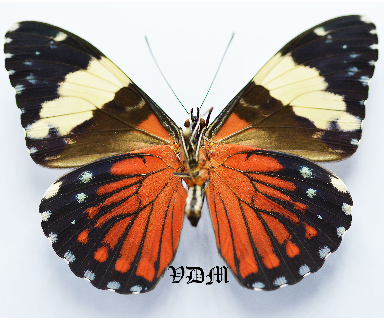 Hamadryas amphinome   picture by VDM Insecthouse with reference 0387B