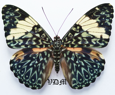 Hamadryas amphinome   picture by VDM Insecthouse with reference 0392B