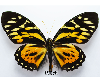 Papilio zagreus picture by VDM Insecthouse with reference 0428B