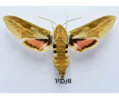 Hyles tithymali deserticola Male x Hyles vespertilio Female HYBRID!!! picture by VDM Insecthouse with reference 0447B