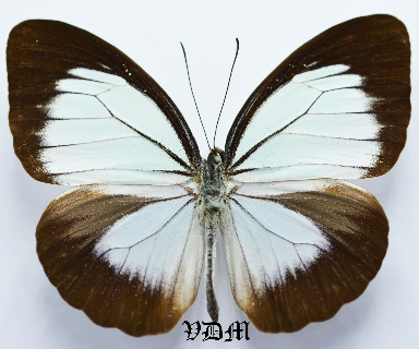 Pareronia jobaea picture by VDM Insecthouse with reference 0449B