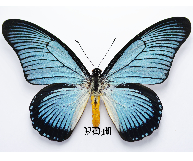 Papilio zalmoxis picture by VDM Insecthouse with reference 0458B