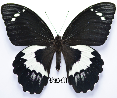 Papilio gambrisius colossus picture by VDM Insecthouse with reference 0463B