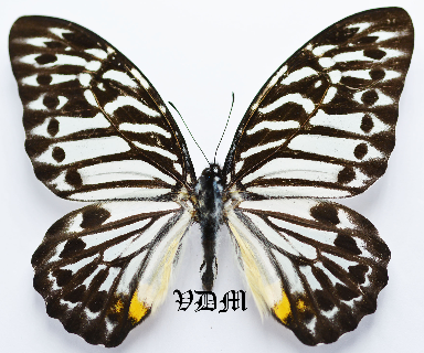 Graphium delesserti picture by VDM Insecthouse with reference 0468B